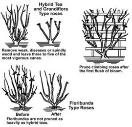 pruning-roses[1]